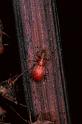Apion_miniata_P1260_Z_82_Les Gris_Frankrijk